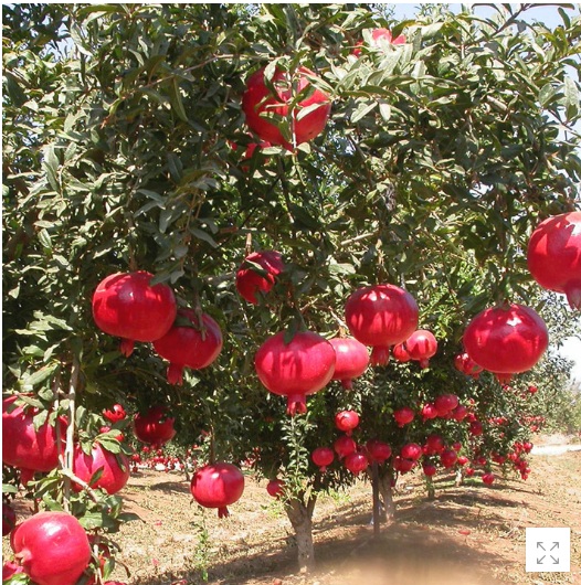 Fruit Plants